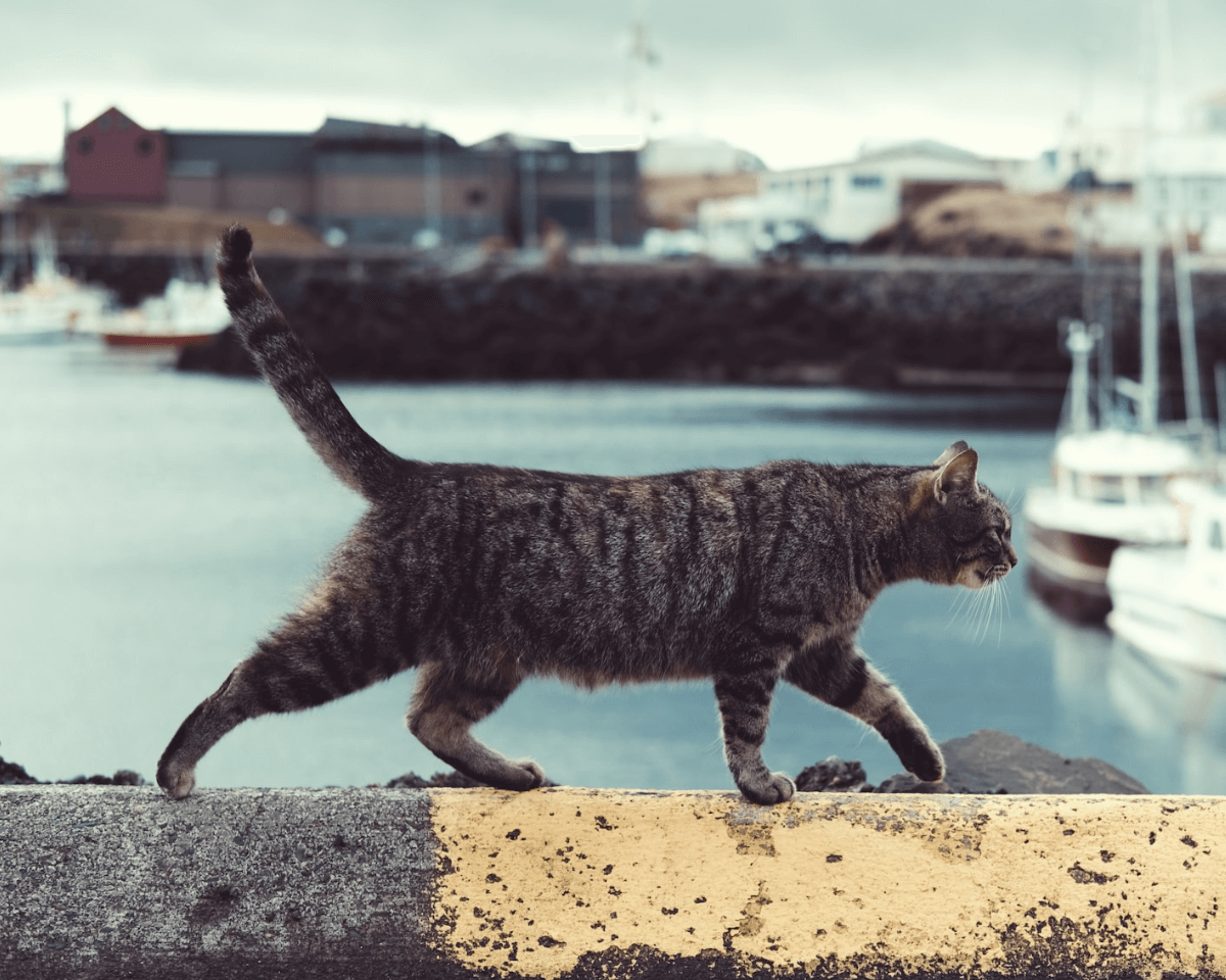 一鍵摳動物照片