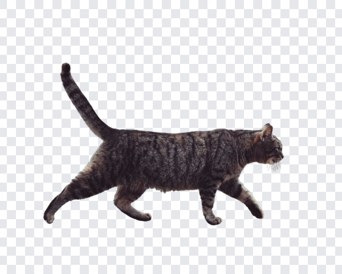 一鍵摳動物照片